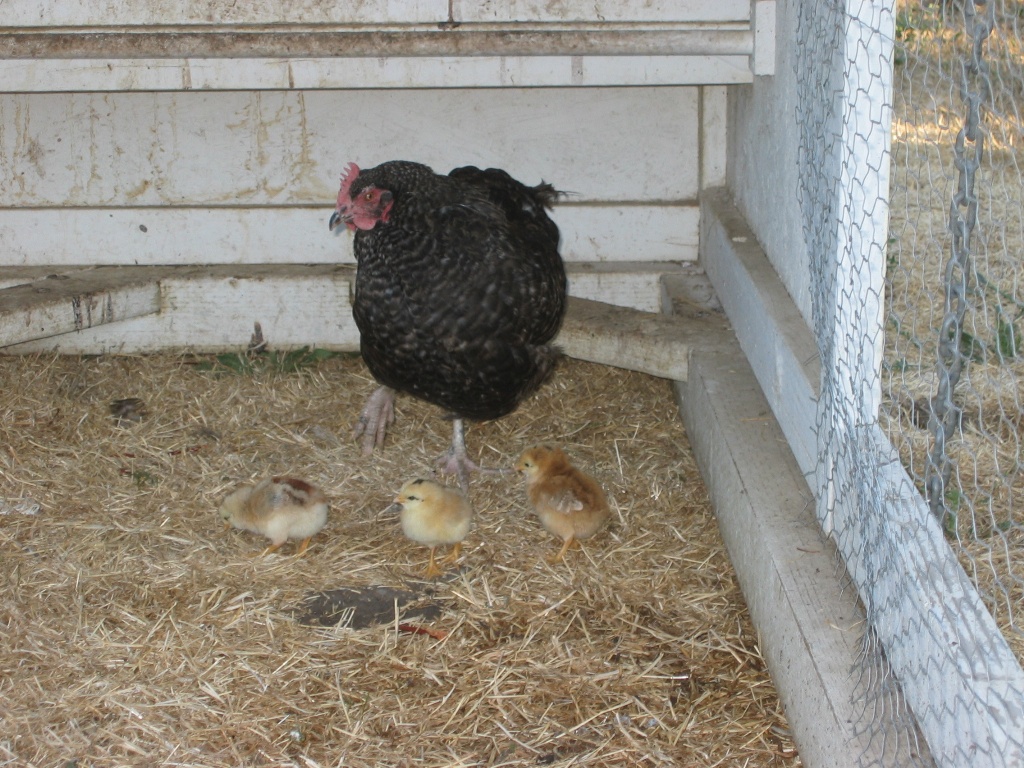 Barred Rock hen and chicks