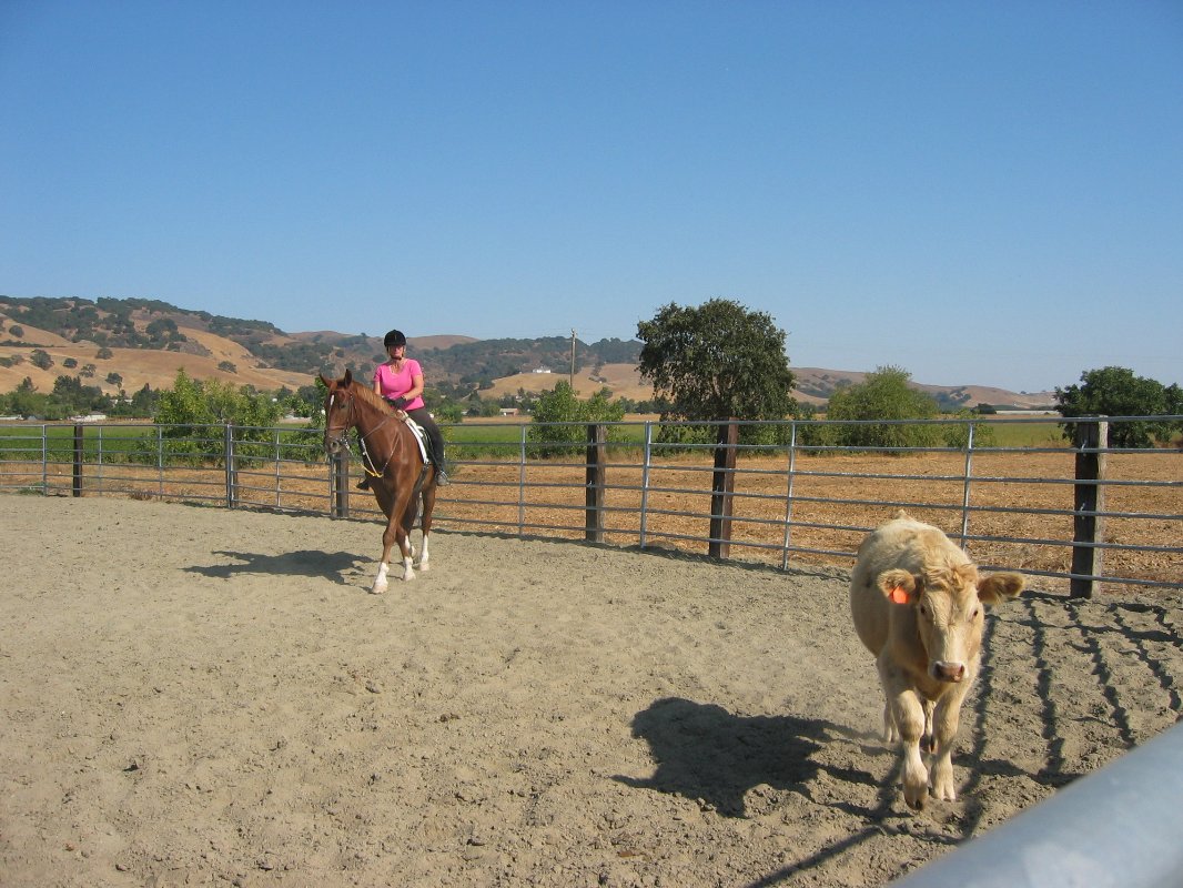 Julia and WAgner roping cattle in Gilroy
