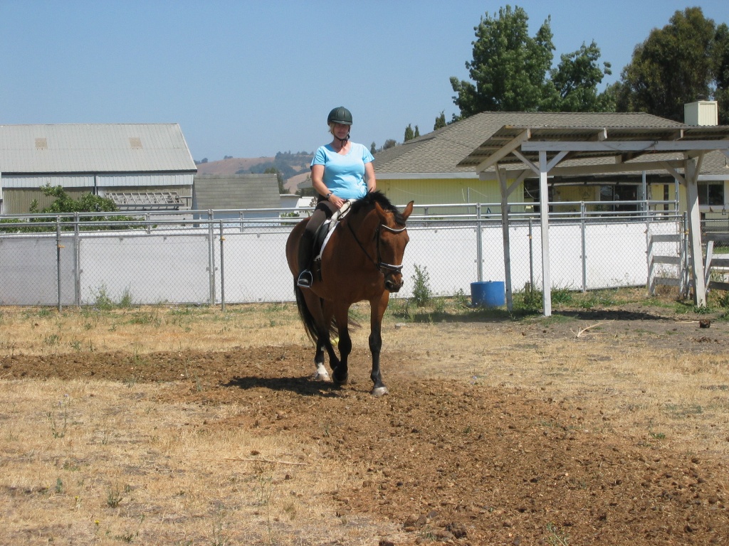 Julia riding in the newly manured arena