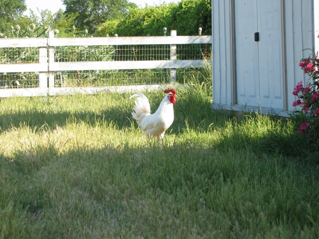 White Leghorn rooster