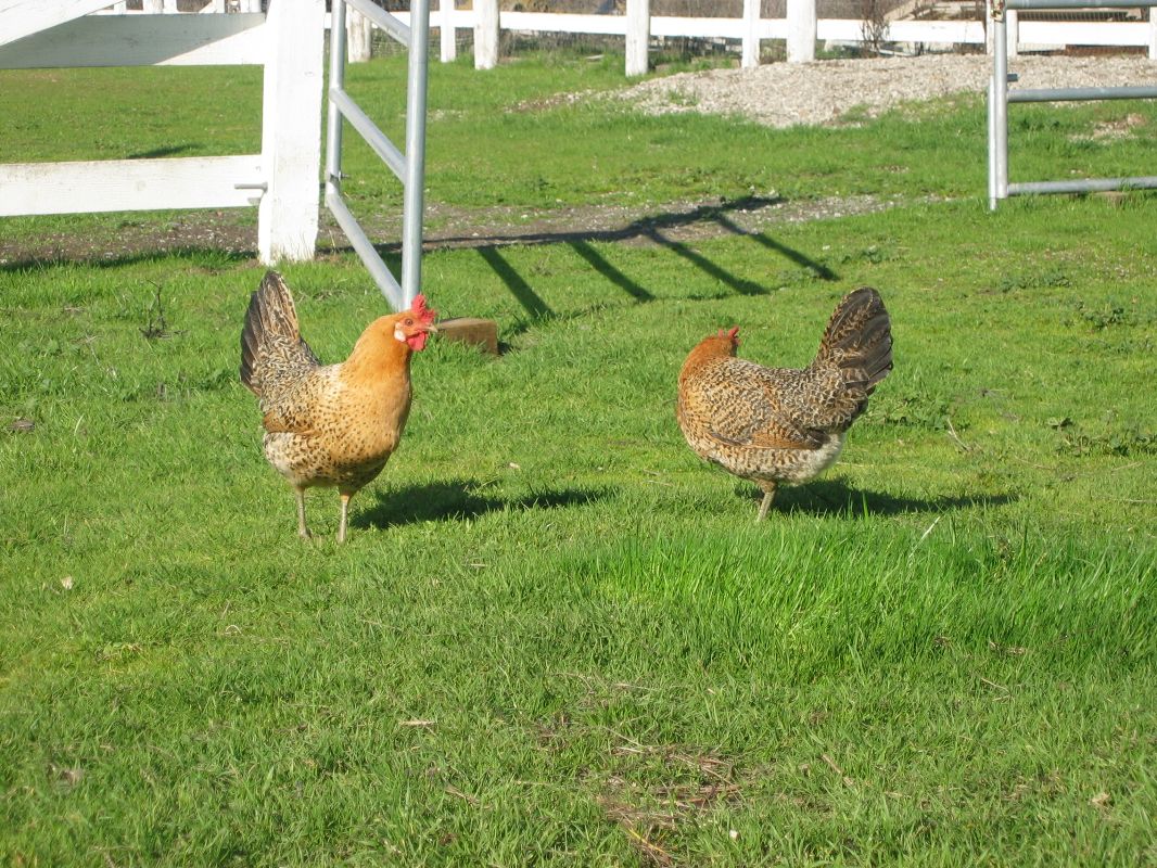 Sicilian Buttercup hens