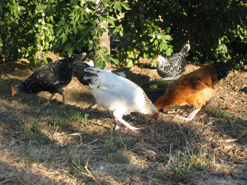 Sussex and Ancona hens