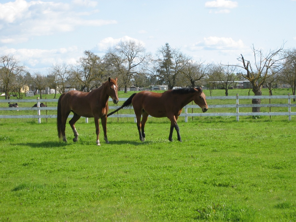Wagner (left side), and Kiva (right side), south pasture, 2009. Kiva is Wagner's mom.