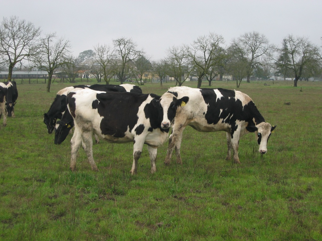 Neighbor's cattle, 2009