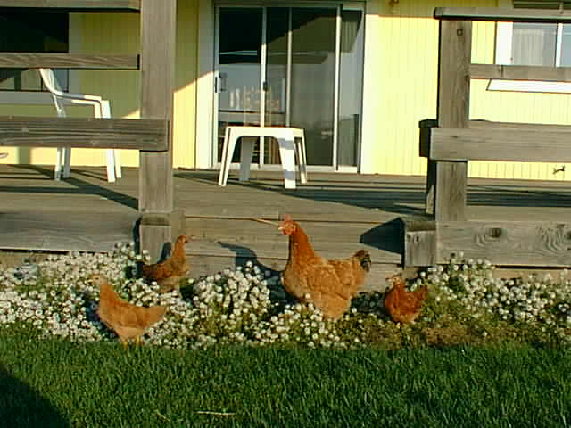 Blondie the Hen and 3 chicks in the backyard.