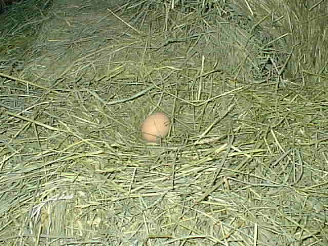 Egg on the haystack