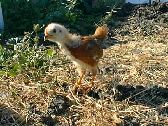 Peeper the orphan chick