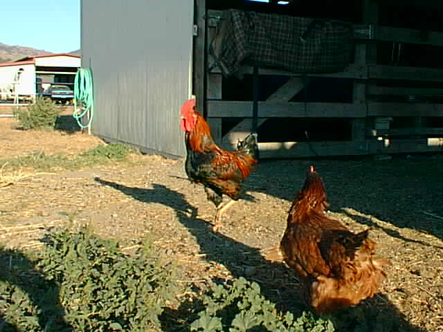 Richard the Rooster and a hen