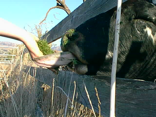 Feeding the cattle.